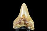 Serrated, Lower Megalodon Tooth - Indonesia #154624-2